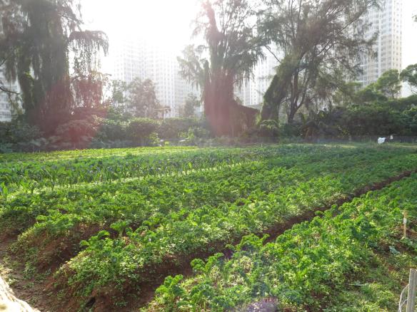 Photo of New Life Farm